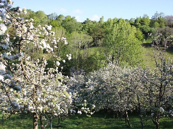 Floración del manzano en la Comarca de la Sidra