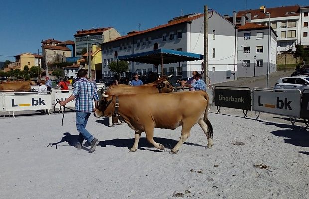 concurso_ganado_loreto.jpg