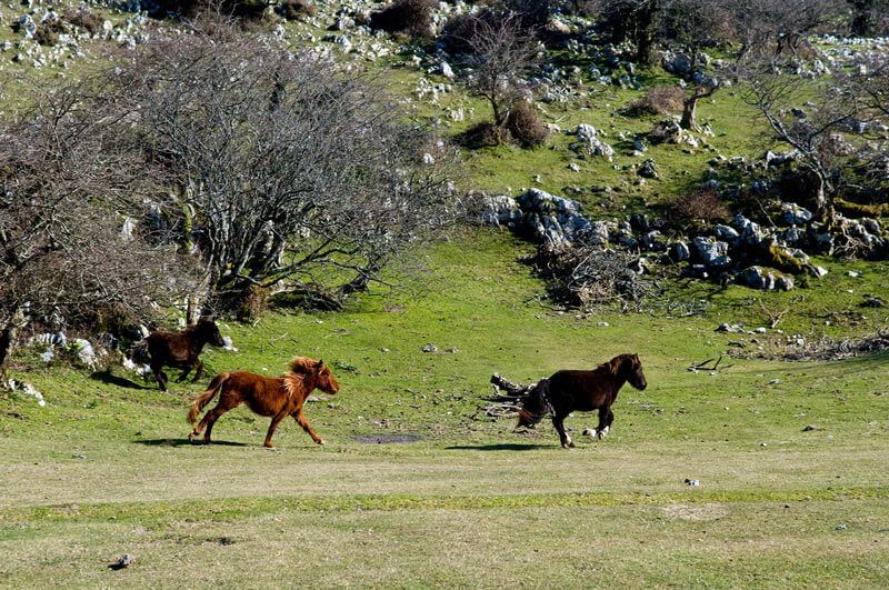 Asturcones en el Sueve (© Félix Castañón)