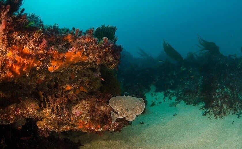 Zona de buceo La Llastra