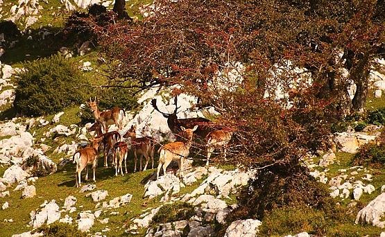 Observación de gamos en el Sueve (© J Fernández Péon)