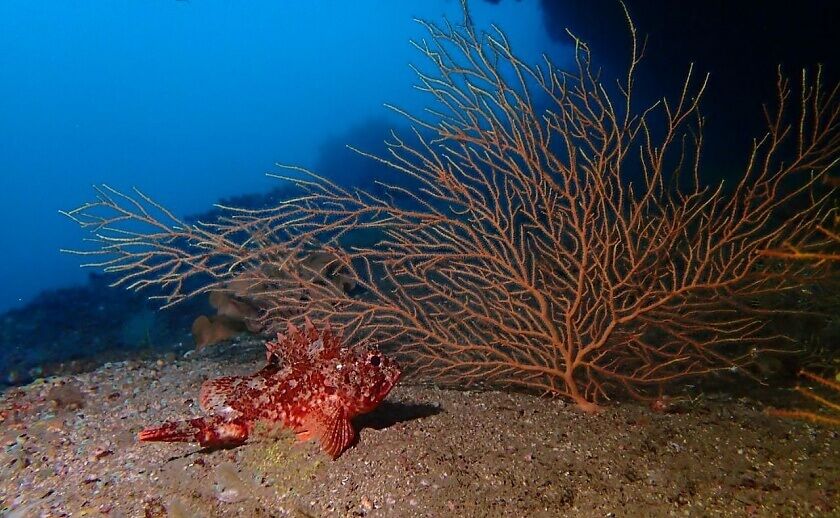 Zona de buceo Las Gorgónias