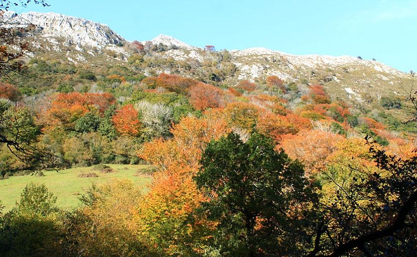 El hayedo de La Biescona