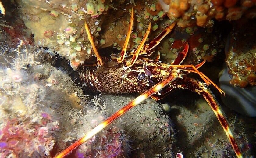 Zona de buceo El Penote