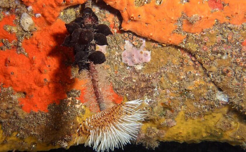 Zona de buceo de La Estructura